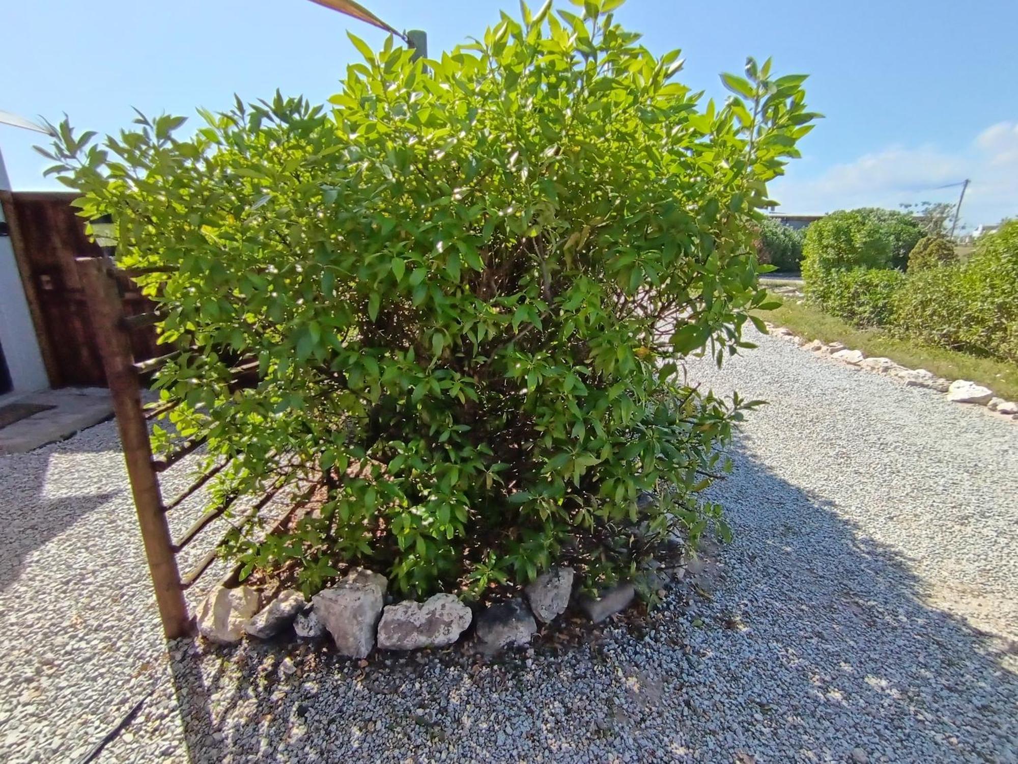 Silver Oaks Airbnb Langebaan Kültér fotó